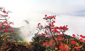 【八一】山里開遍映山紅（散文·旗幟）