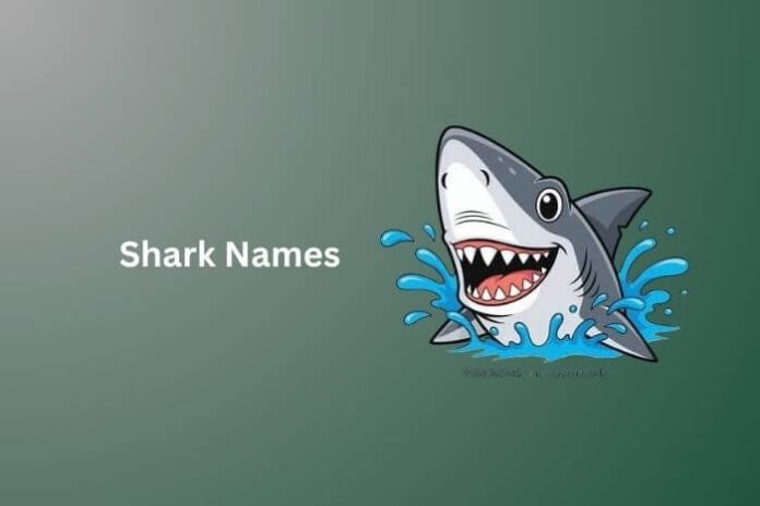 Shark Names